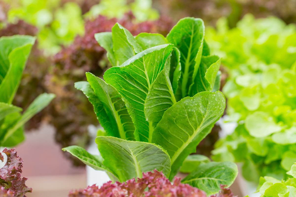 Виды салатов для выращивания на даче
