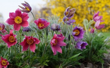 Апрельские краски сада, или Самые яркие растения середины весны