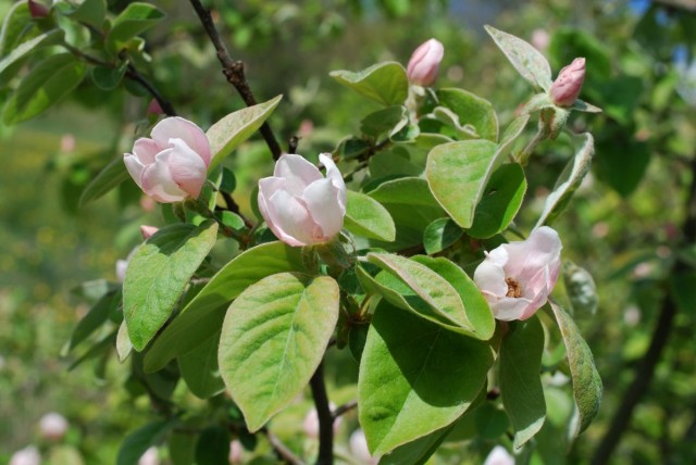 Цветы айвы - крупные и нежно-розовые - слегка напоминают цветы магнолии