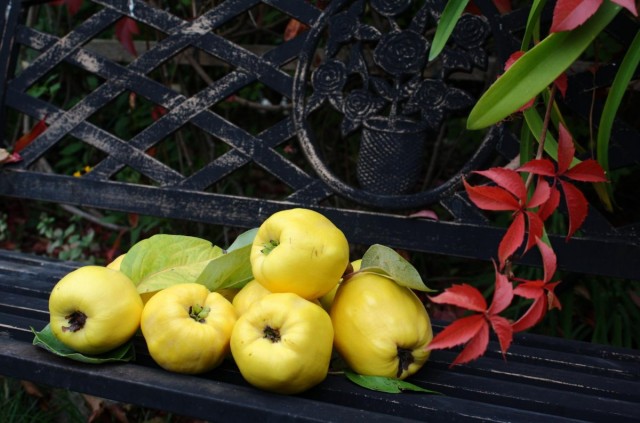 Для получения максимального вкуса и аромата плоды айвы стоит подержать на дереве, как можно дольше