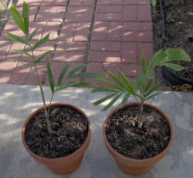 Единственным методом размножения бутылочной пальмы является выращивание из семян