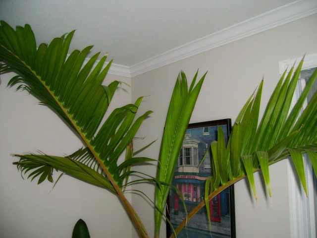 Комнатные гиофорбы-пальмы высотой до 2-х м, но все равно крупные и объемистые