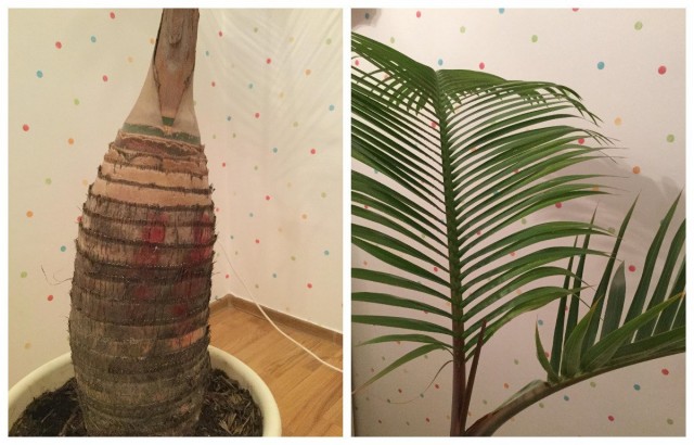 Гиофорба — настоящая бутылочная пальма