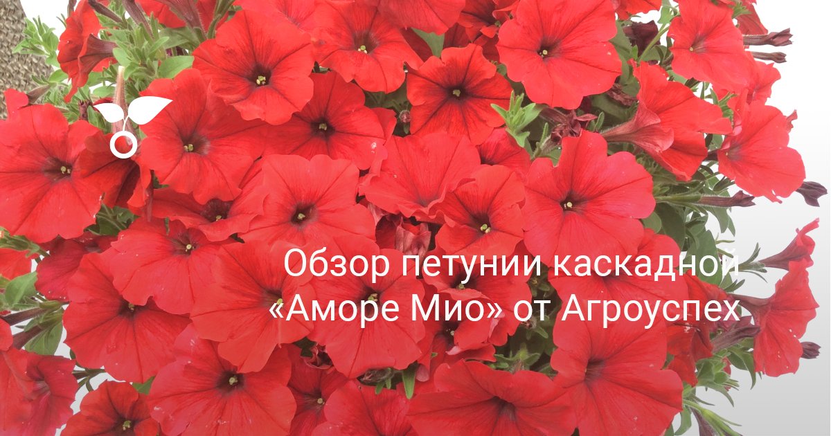 Петуния аморе мио фото