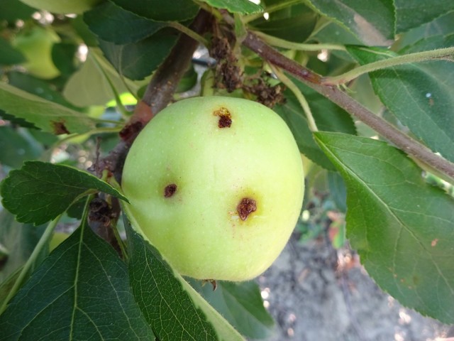 Яблоко повреждённое плодожоркой
