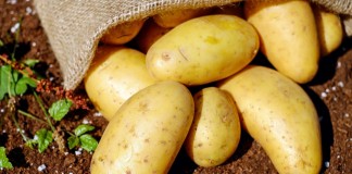 Посевной материал картофеля можно защитить от колорадского жука, медведки и проволочника на длительный срок и при этом сэкономить время и деньги