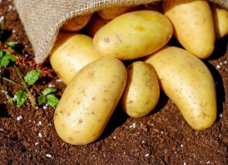 Посевной материал картофеля можно защитить от колорадского жука, медведки и проволочника на длительный срок и при этом сэкономить время и деньги