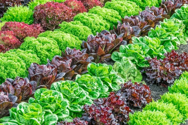 Сорта салатов для выращивания весной, летом и осенью