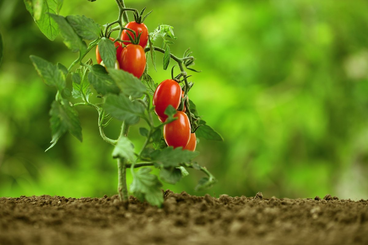 Сорта и гибриды низкорослых томатов, или Помидоры для ленивых. Томаты-карлики,ампельные, стелющиеся. Фото — Ботаничка