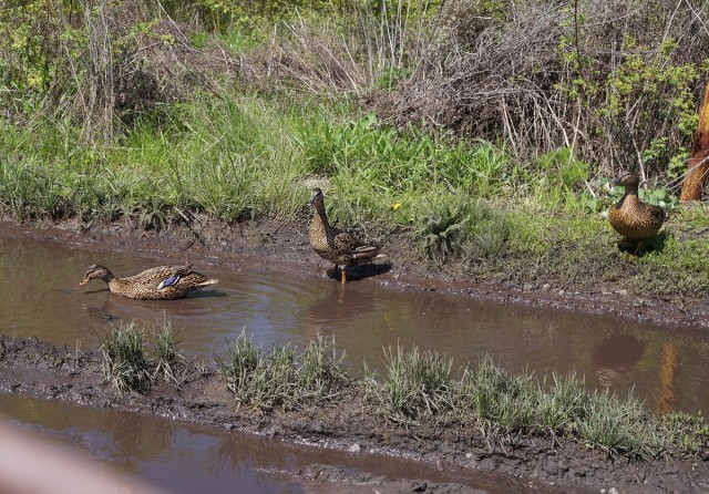Во время наводнения дикие утки перепутали дороги в поселке с рекой