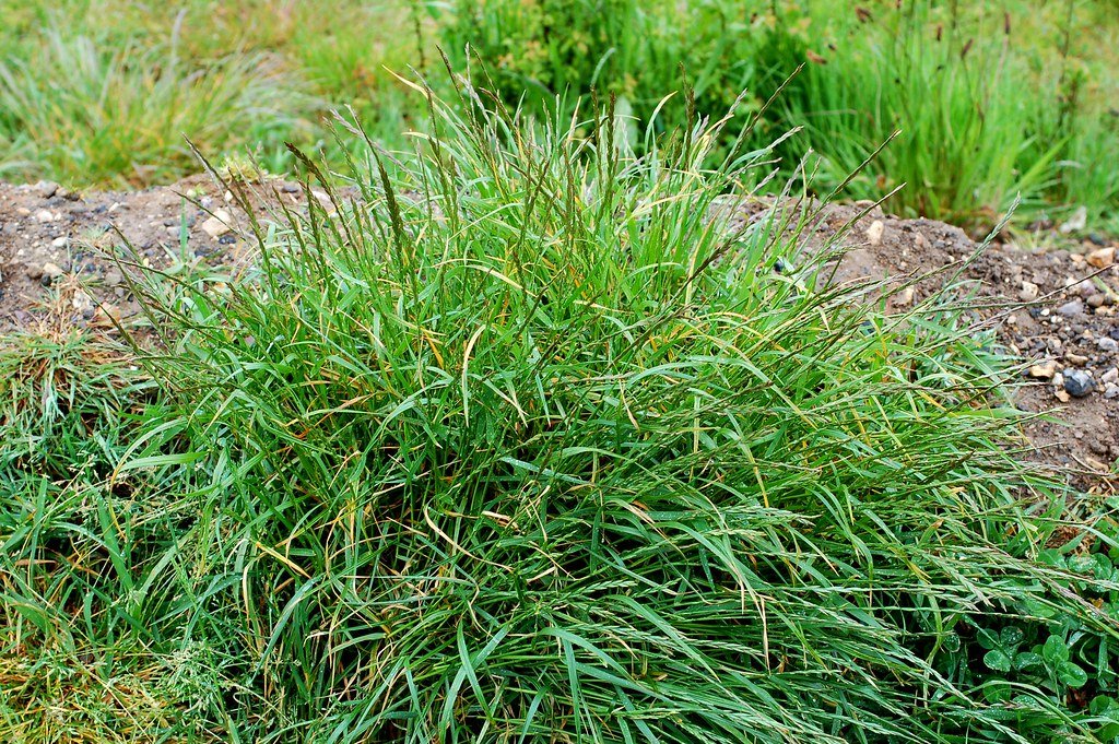 Трава зубровка – полезные свойства и противопоказания