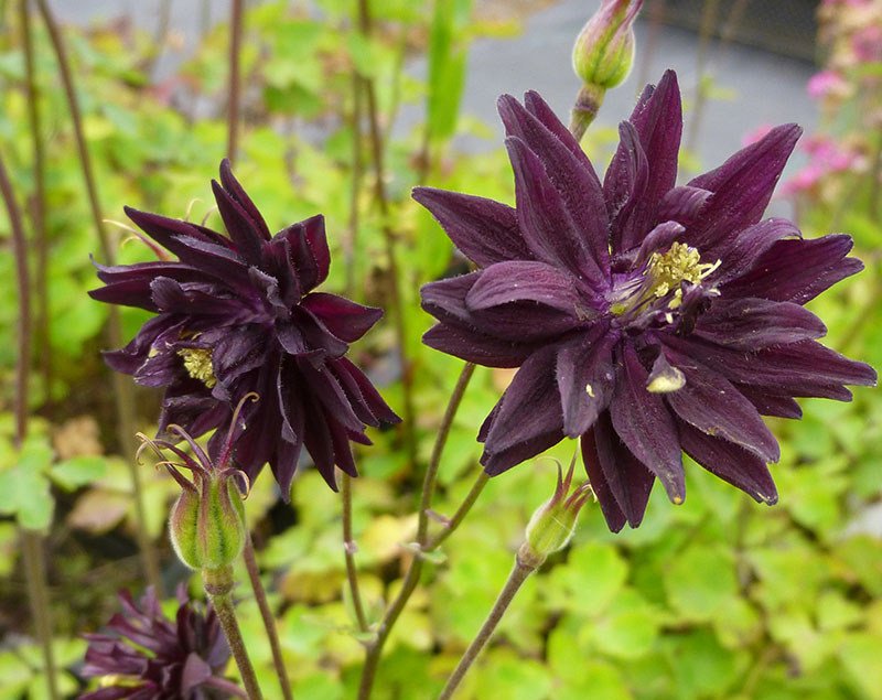 11 самых красивых черных цветов: немного мистики в саду