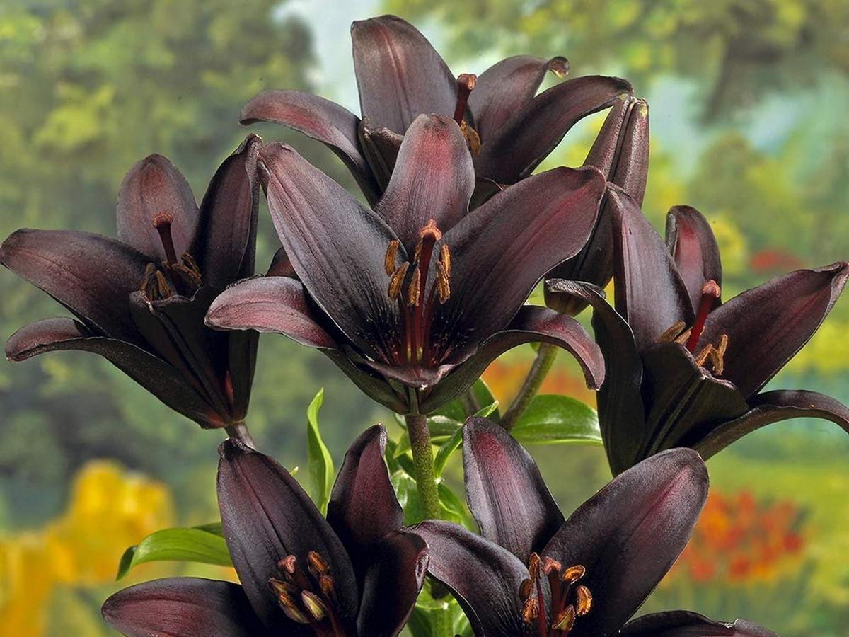 черные цветы для сада