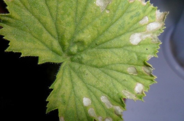 Признаки недостатка магния на листьях пеларгонии