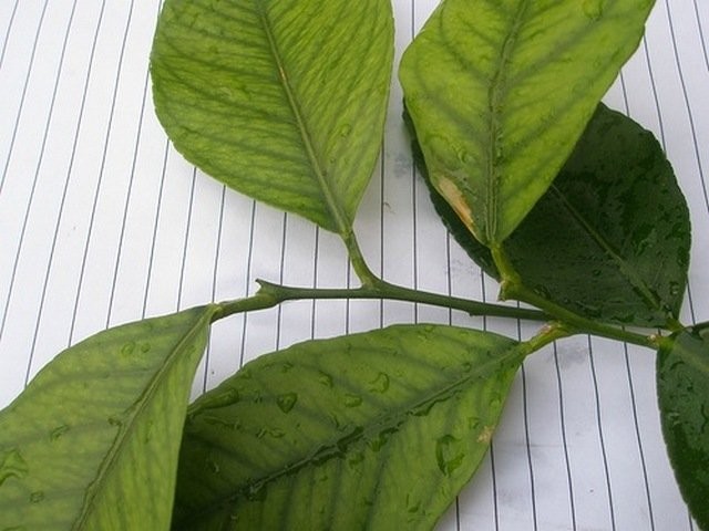 Симптомы недостатка марганца на листьях лимона
