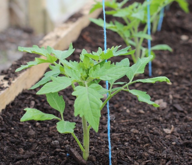 При высаживании рассады томатов высокорослых сортов важно сразу установить для них опору