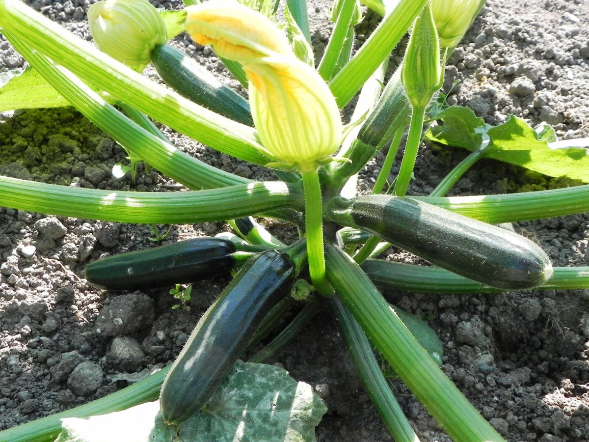 8 хитростей для большого урожая кабачков. Посадка, подкормки, полив, сборурожая. Фото — Ботаничка