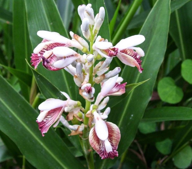 Цветение альпинии лекарственной (Alpinia officinarum)