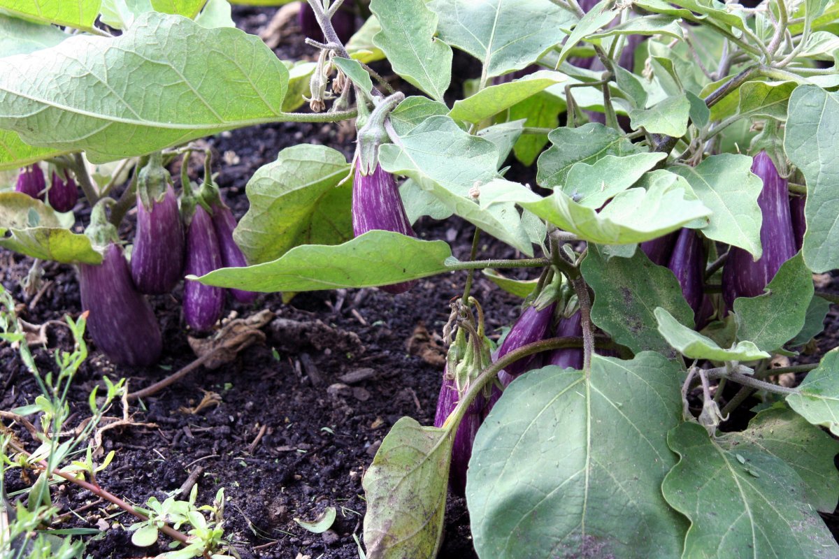 Как выращивать баклажаны в открытом грунте. Высадка рассады, уход. Фото —Ботаничка