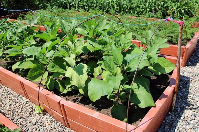 Особенности выращивания баклажанов в открытом грунте: пошаговая инструкция от посева до уборки урожая
