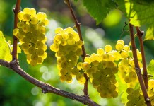 Формирование винограда в средней полосе и севернее