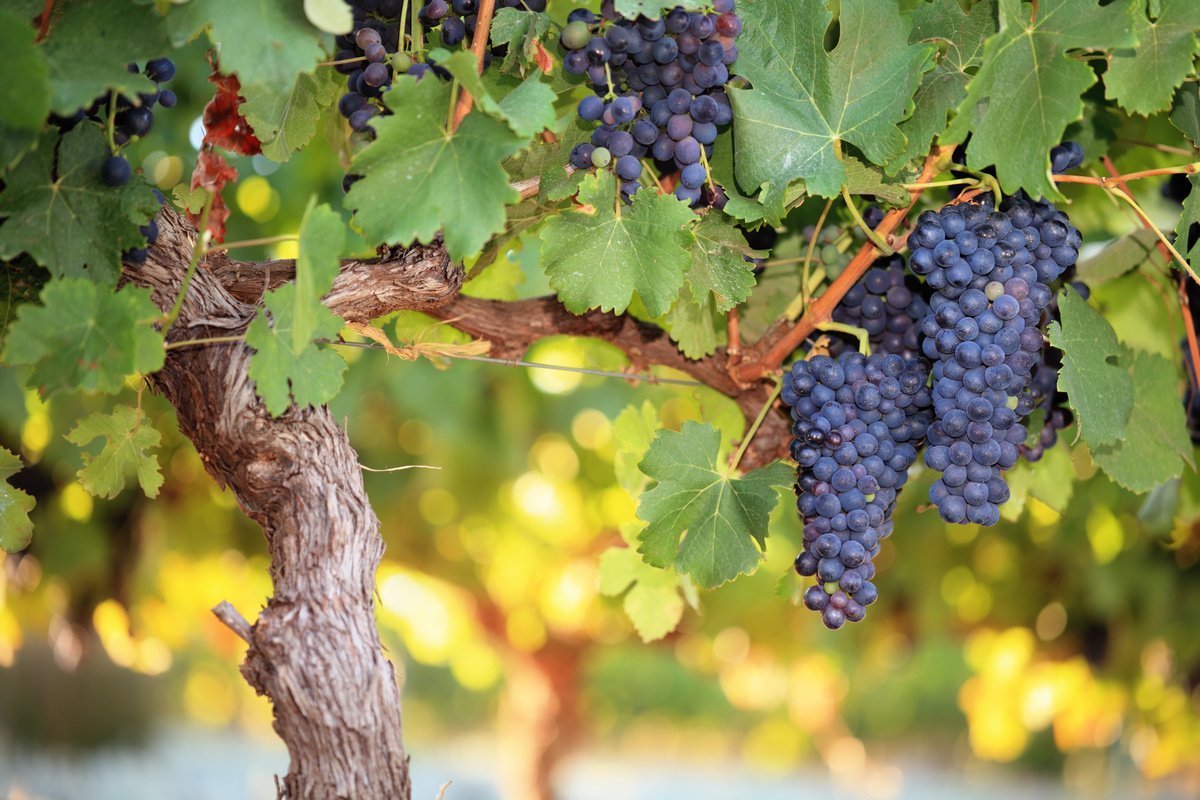 Формирование виноградного куста на высоком штамбе. Схемы, фото — Ботаничка