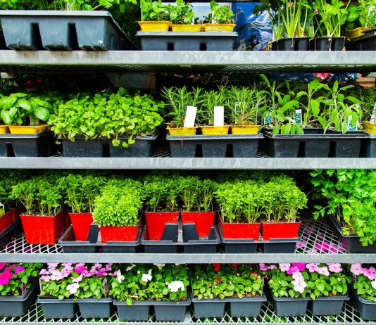 Как купить здоровую рассаду овощей и цветов