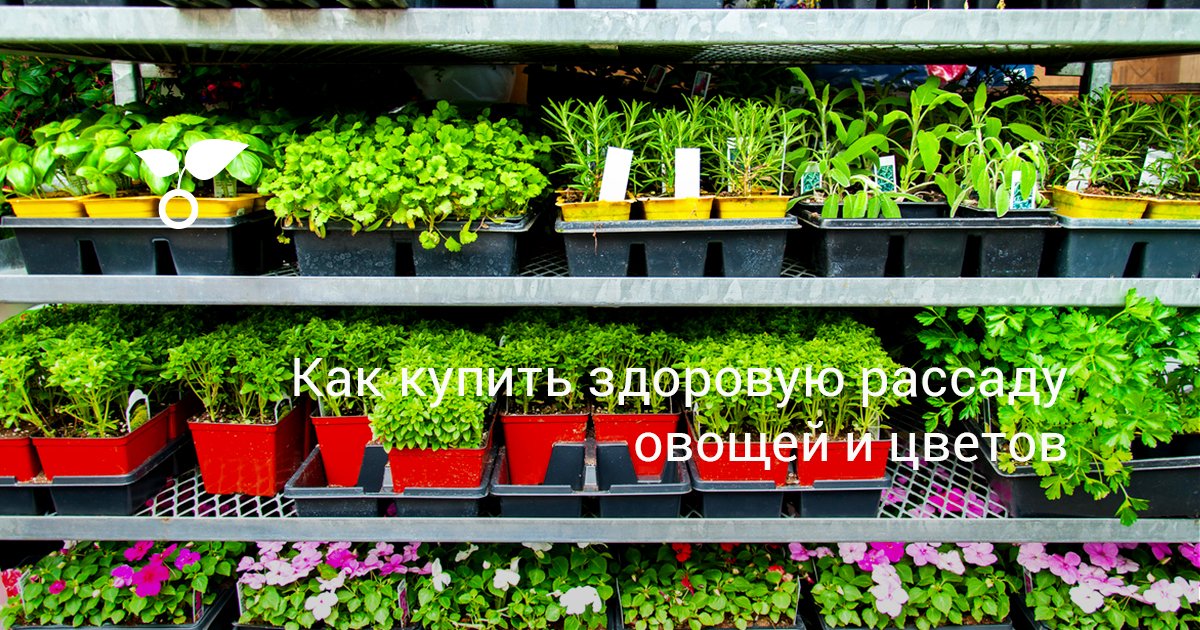 Стеллажи для продажи рассады