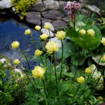 Возле прудика непременно посадите купальницу, которая порадует нежными цветочками в мае