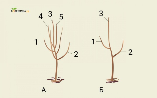 Формирование кроны юной яблони: А - саженец до обрезки, Б - саженец после формирования первого яруса кроны. 1 и 2 - ветви первого яруса, 3 - центральный проводник, 4 и 5 - ветки, подлежащие обрезке