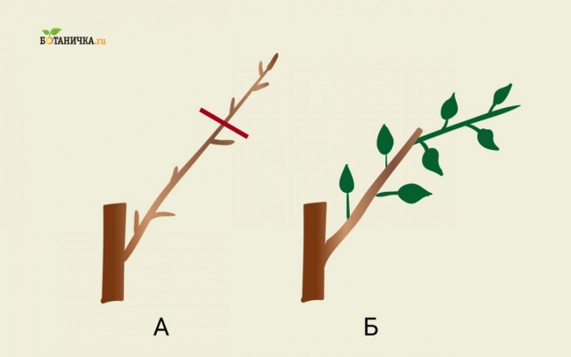 Обрезка каркасных веток яблони: А - ветка до обрезки, Б - каркасная ветка после обрезки с новым побегом