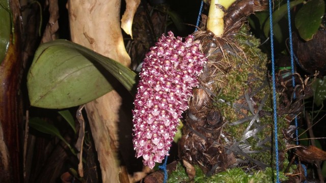 Бульбофиллум бекарри (Bulbophyllum beccarii)