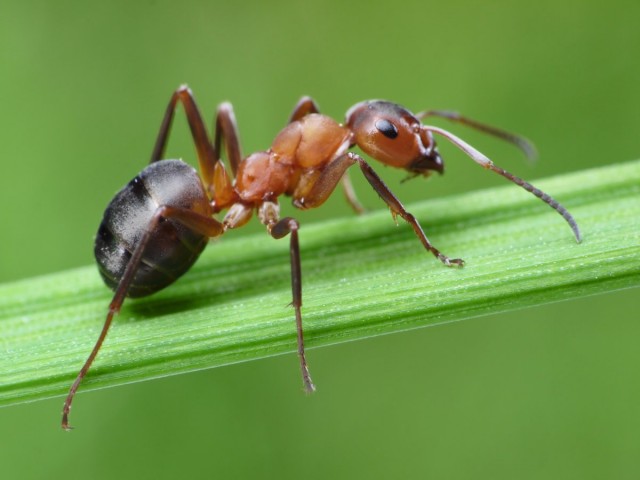 Отдыхать на газоне, по которому ползают муравьи, занятие малопривлекательное