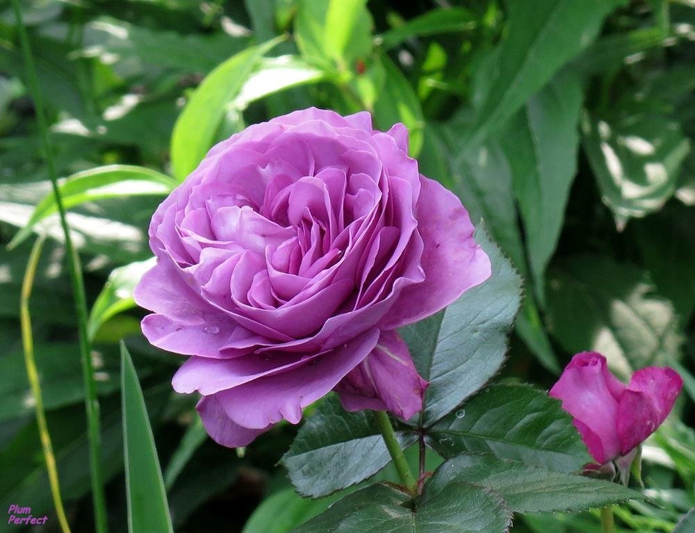 Роза флорибунда «Плам Перфект» (Rose floribunda 'Plum Perfect')