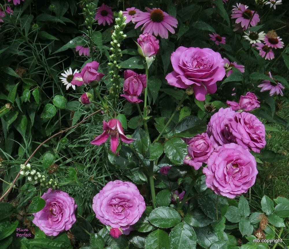 Роза флорибунда «Плам Перфект» (Rose floribunda 'Plum Perfect')
