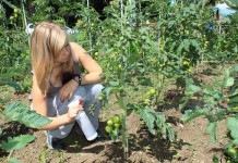 Биологизированная защита сада и огорода в июне