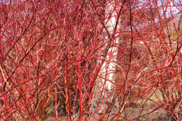 Красные ветви дерена станут украшением сада зимой