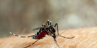 «Комароед» — очистит участок от комаров