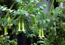 Комнатная кубанола — растение-гигант с шоколадным ароматом