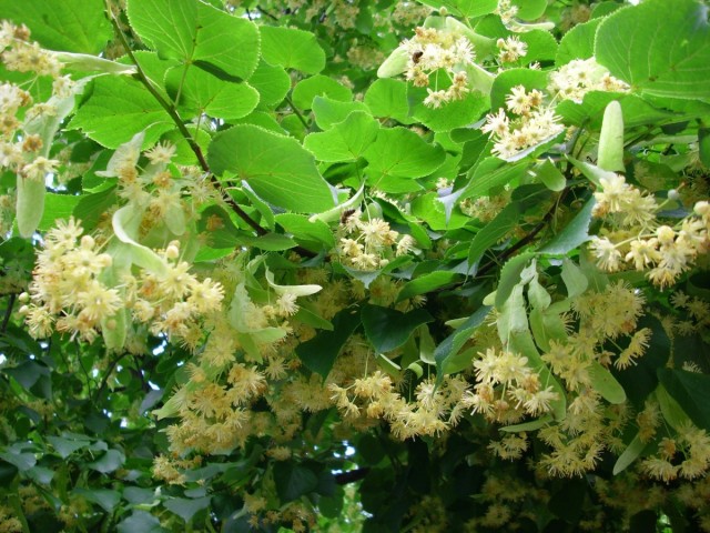 Вокруг дерева в период цветения собираются целые «армии» пчёл и… травников