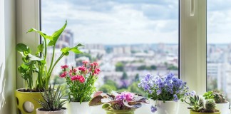 5 самых ярких комнатных растений, которые цветут всё лето