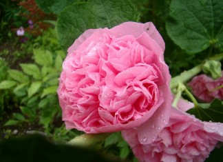 Замшевая шток-роза — королева цветников