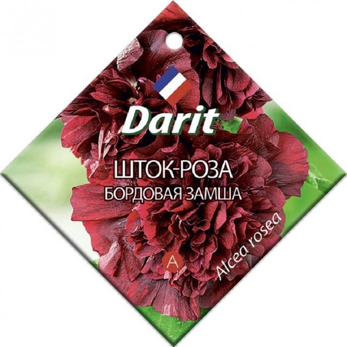 Замшевая шток-роза — королева цветников — Ботаничка