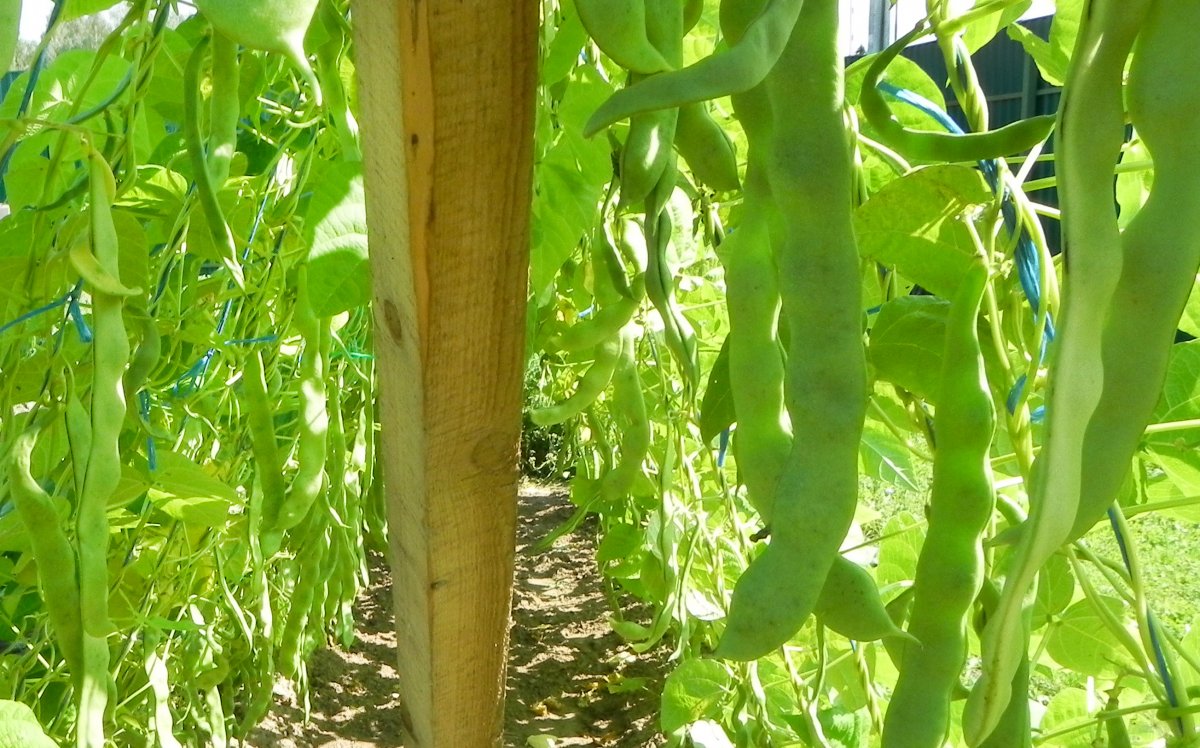 Спаржевая фасоль выращивание из семян в открытом грунте фото