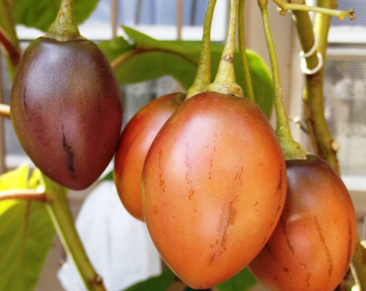 Цифомандра — выращиваем томатное дерево в комнате. Уход в домашнихусловиях. Фото — Ботаничка