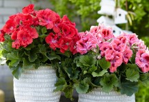 5 недолговечных комнатных растений с обильным цветением летом