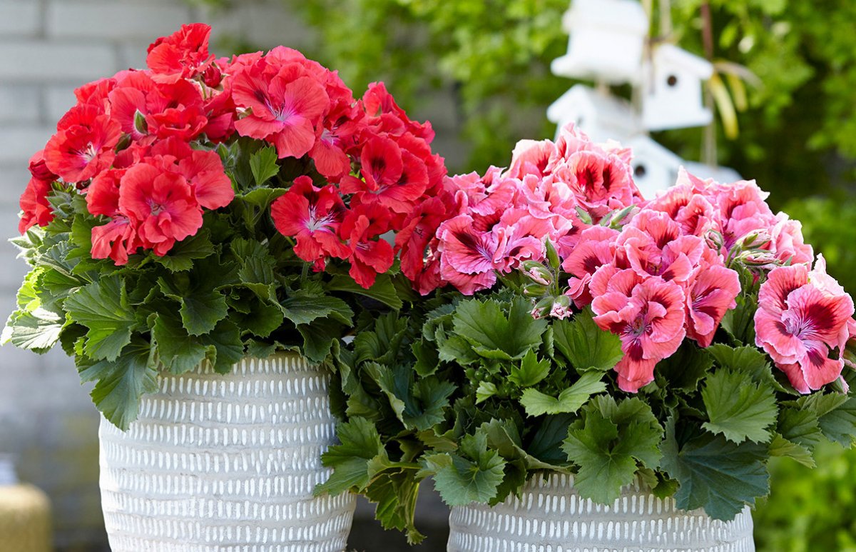 5 недолговечных комнатных растений с обильным цветением летом – лучший выбор для вашего интерьера!
