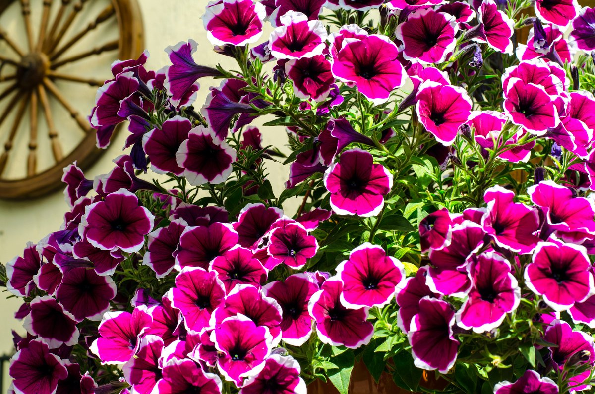 Изи Вейв Еллоу - универсальное растение с яркими цветами