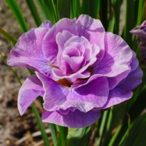 Ирис сибирский «Пинк Парфе» (Iris Sibirica 'Pink Parfait')