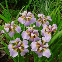Ирис сибирский «Рикуги Сакура» (Iris Sibirica 'Rikugi Sakura')